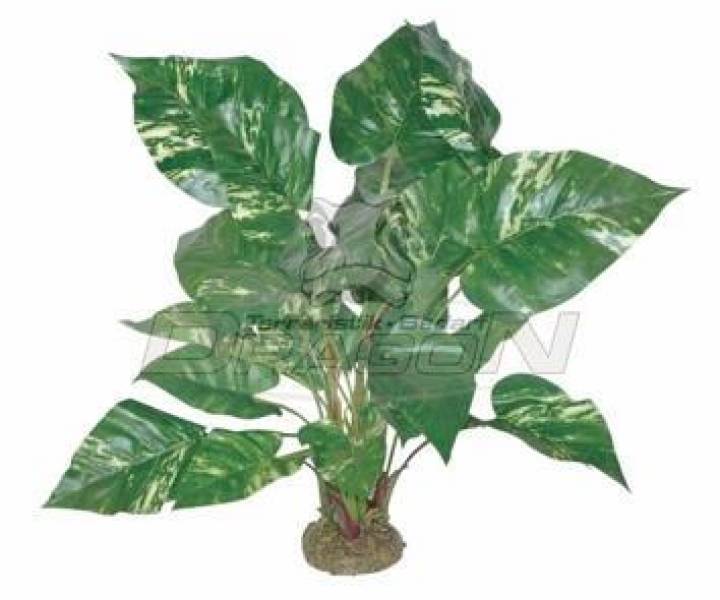 Pothos mit Moosfuß ca. 45cm